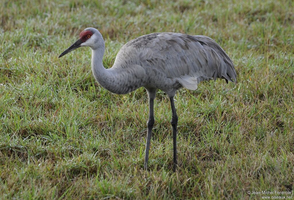 Grue du Canadaadulte, identification