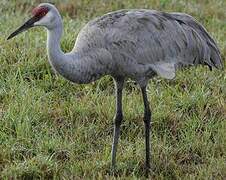 Sandhill Crane