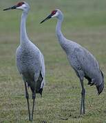 Sandhill Crane