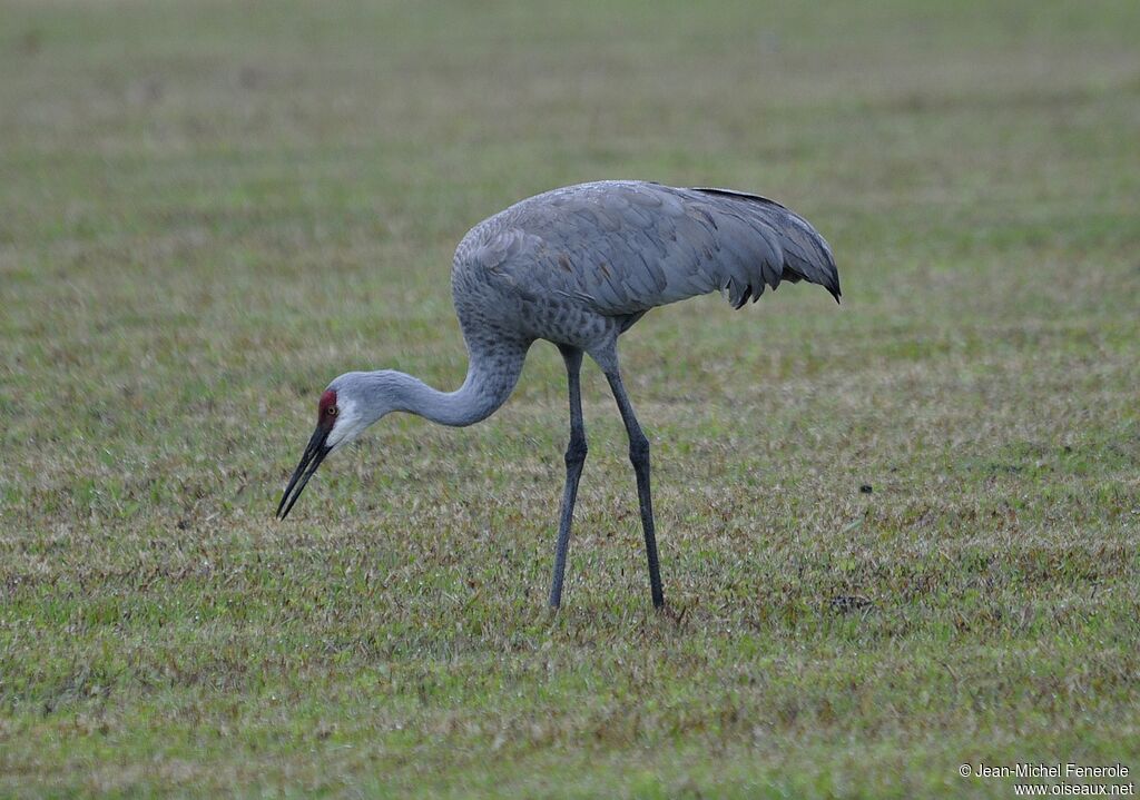 Sandhill Crane