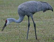 Sandhill Crane