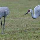 Grue du Canada
