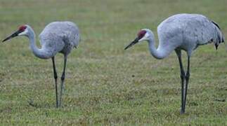 Sandhill Crane