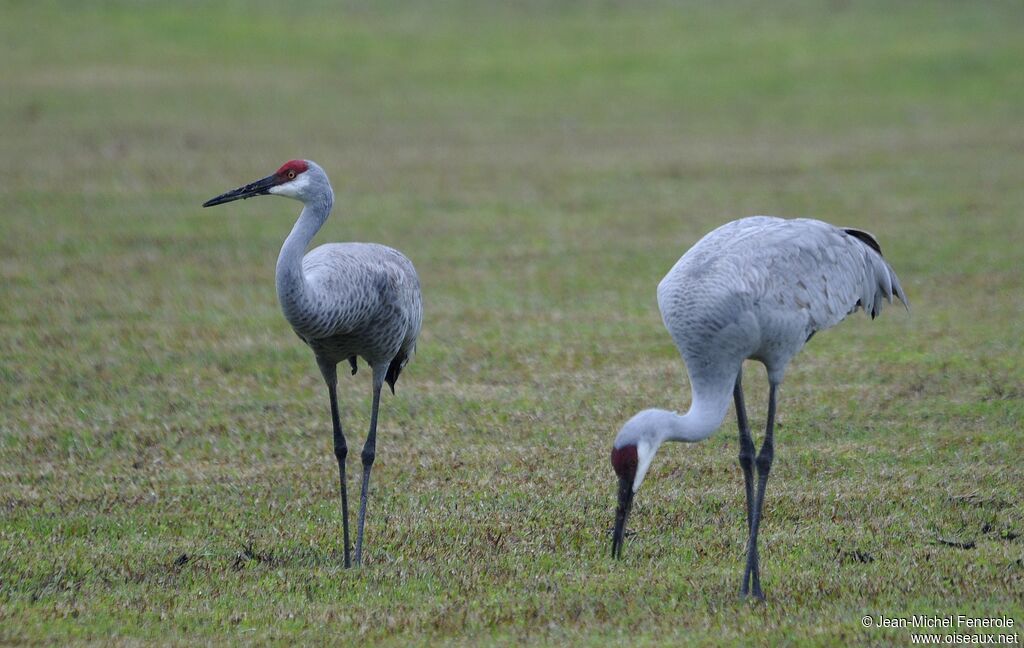 Sandhill Crane