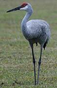 Sandhill Crane