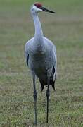 Sandhill Crane