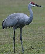 Sandhill Crane