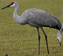 Sandhill Crane