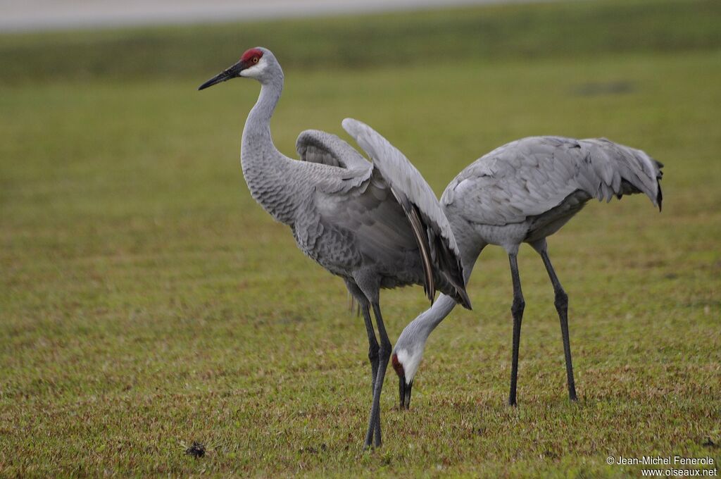 Sandhill Crane