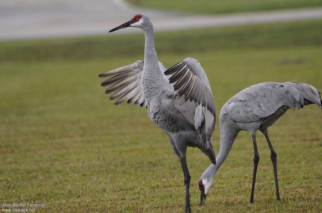 Sandhill Craneadult post breeding, pigmentation