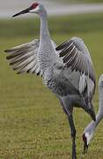 Sandhill Crane