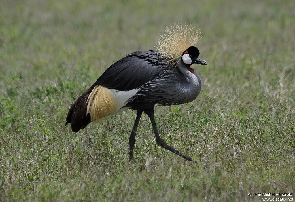 Grey Crowned Crane