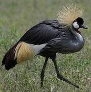 Grey Crowned Crane