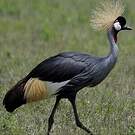 Grue royale
