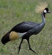 Grey Crowned Crane