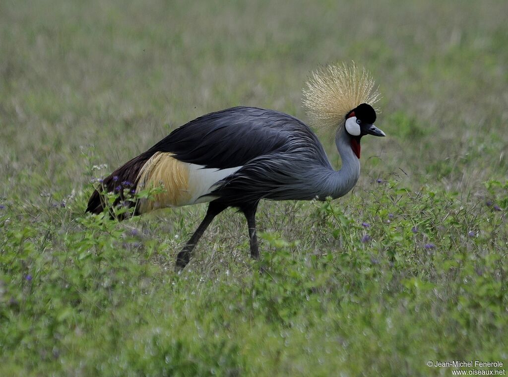 Grey Crowned Crane