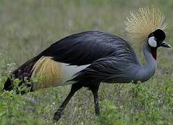 Grey Crowned Crane