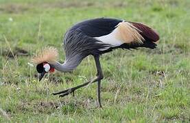 Grey Crowned Crane