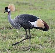 Grey Crowned Crane