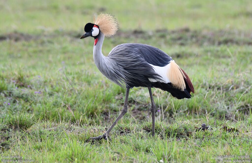 Grey Crowned Crane