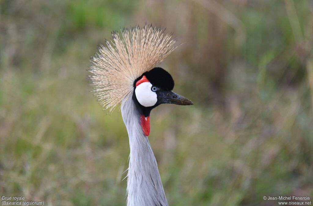 Grey Crowned Crane