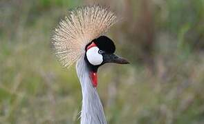 Grey Crowned Crane