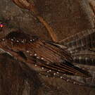 Guacharo des cavernes