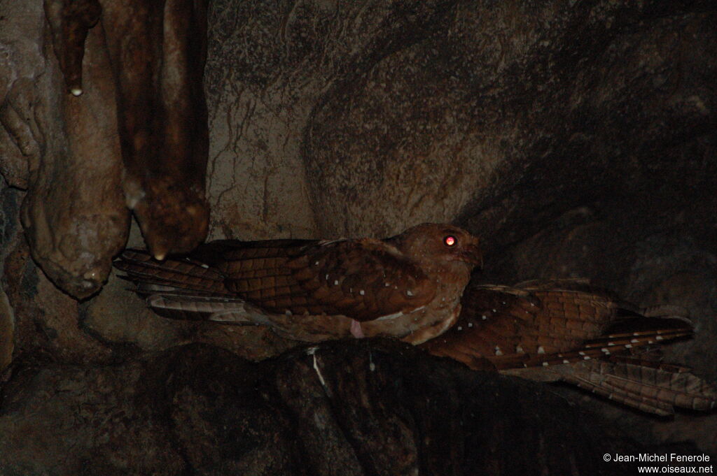 Guacharo des cavernes 