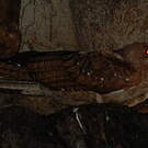 Guacharo des cavernes