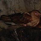 Guacharo des cavernes