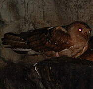 Oilbird