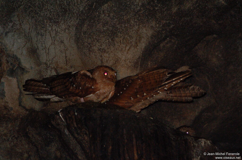 Guacharo des cavernes 