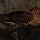 Guacharo des cavernes