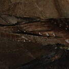 Guacharo des cavernes