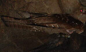 Guacharo des cavernes