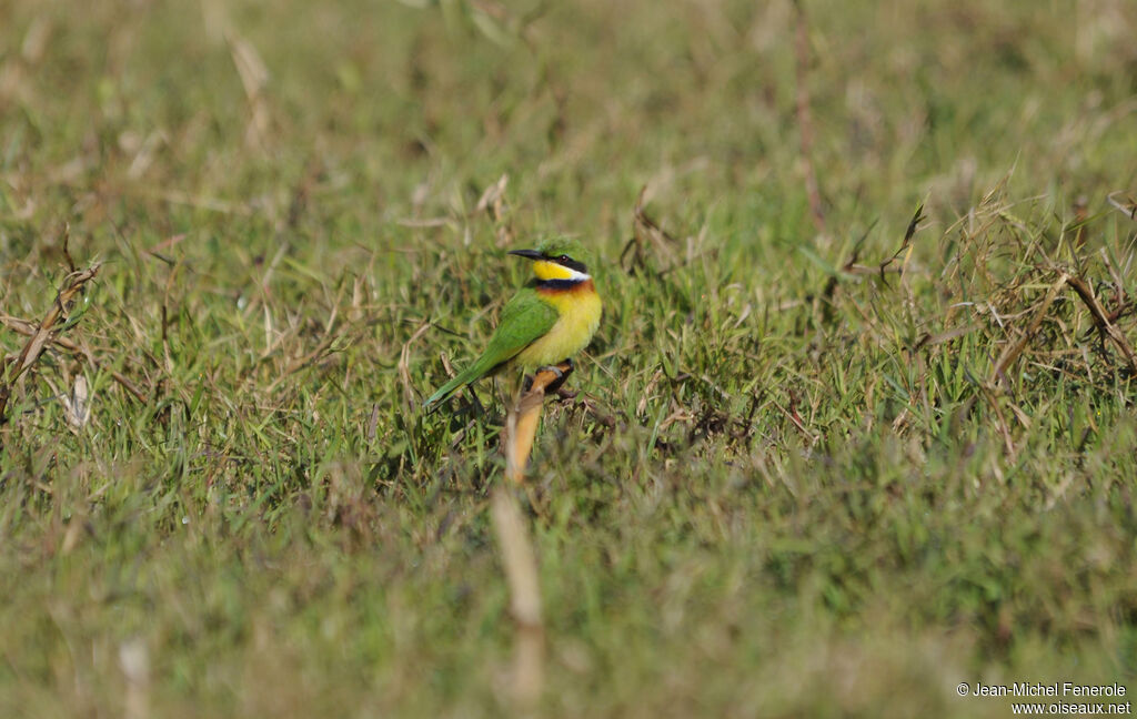 Blue-breasted Bee-eater