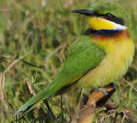 Blue-breasted Bee-eater