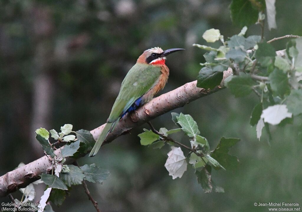 Guêpier à front blanc