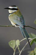 White-throated Bee-eater