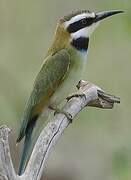 White-throated Bee-eater