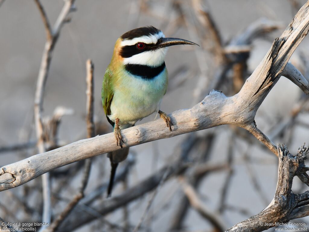 White-throated Bee-eater