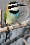 White-throated Bee-eater