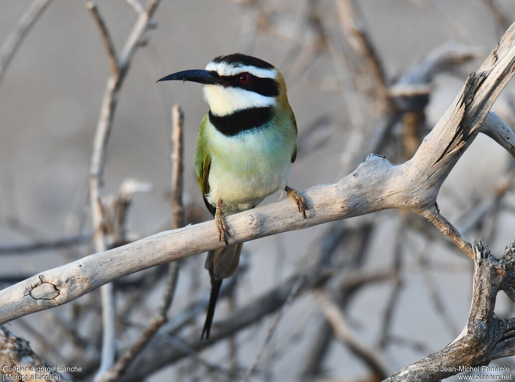 White-throated Bee-eater