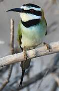 White-throated Bee-eater