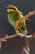 Swallow-tailed Bee-eater