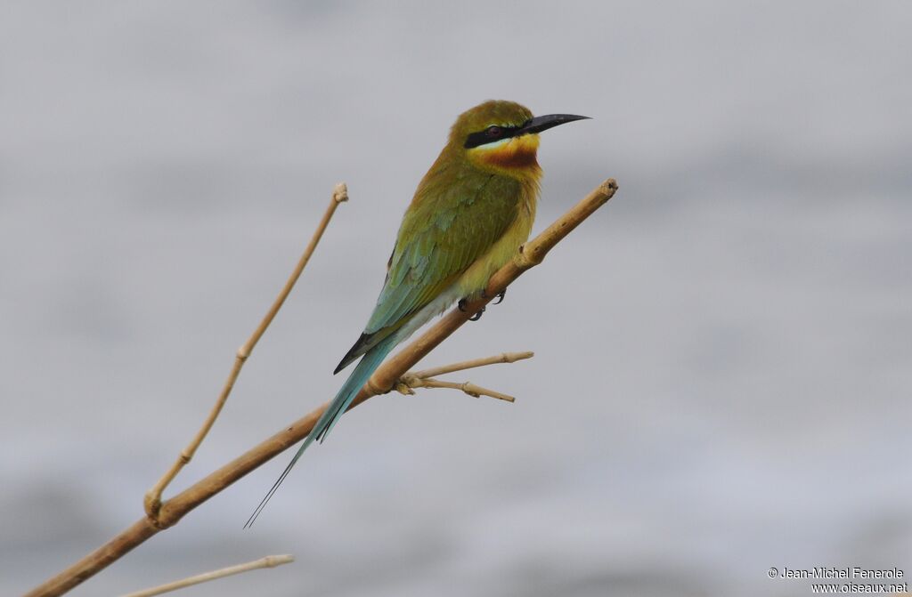 Blue-tailed Bee-eater