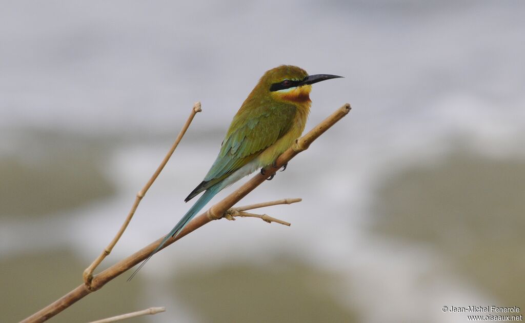 Blue-tailed Bee-eater