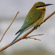 Blue-tailed Bee-eater