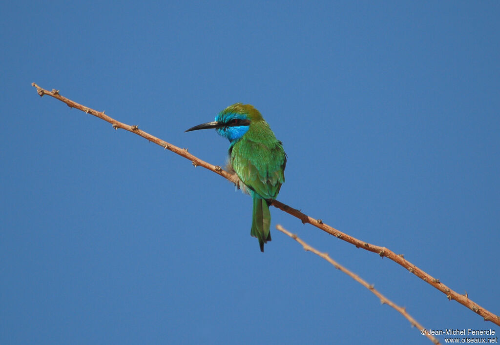 Arabian Green Bee-eateradult, pigmentation