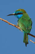 Arabian Green Bee-eater